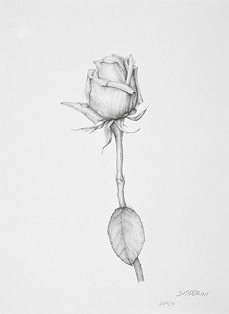 Study - Technique: pencil