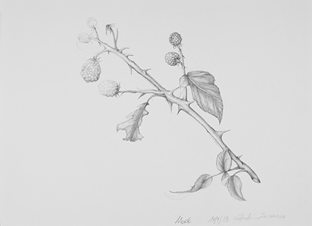 Study - Technique: pencil