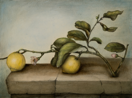 Lemons and blossoms - 30 x 40 - Mixed technique: pencil, encaustic pastel, with natural organic colours (2015)