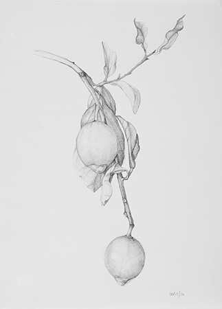 Study - Technique: pencil