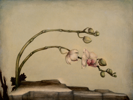Orchid - 30 x 40 - Mixed technique: pencil, encaustic pastel, egg yolk tempera veiled with natural organic colours (2015)