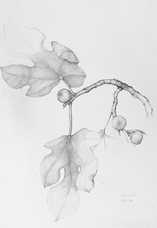 Study - Technique: pencil